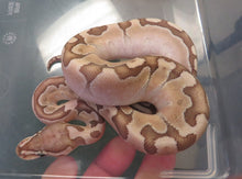 Load image into Gallery viewer, Enchi Bamboo Pastel Ball Python
