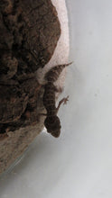 Load image into Gallery viewer, Viper Geckos
