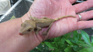 Fancy Crested Gecko babies