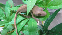 Load image into Gallery viewer, Fancy Crested Gecko babies
