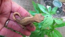 Load image into Gallery viewer, Fancy Crested Gecko babies
