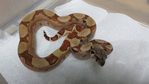 Salmon or Hypo Red Tail Boa