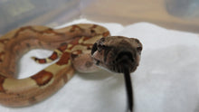 Load image into Gallery viewer, Salmon or Hypo Red Tail Boa

