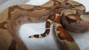 Salmon or Hypo Red Tail Boa