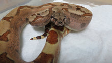 Load image into Gallery viewer, Salmon or Hypo Red Tail Boa
