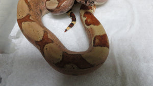 Salmon or Hypo Red Tail Boa