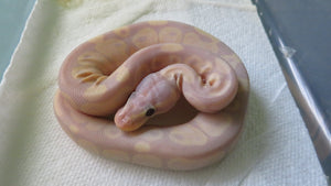 Super Banana Pastel Ball Python het albino
