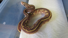 Load image into Gallery viewer, Super Leopard Lesser Banana Pastel Ball Python
