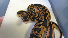 Load image into Gallery viewer, Leopard Pastel Ball Python
