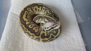 Super Pastel Leopard Ball Python