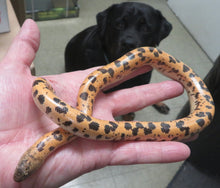 Load image into Gallery viewer, Mueller&#39;s High Gold Saharan Sand Boa Female
