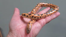 Load image into Gallery viewer, Mueller&#39;s High Gold Saharan Sand Boa Female
