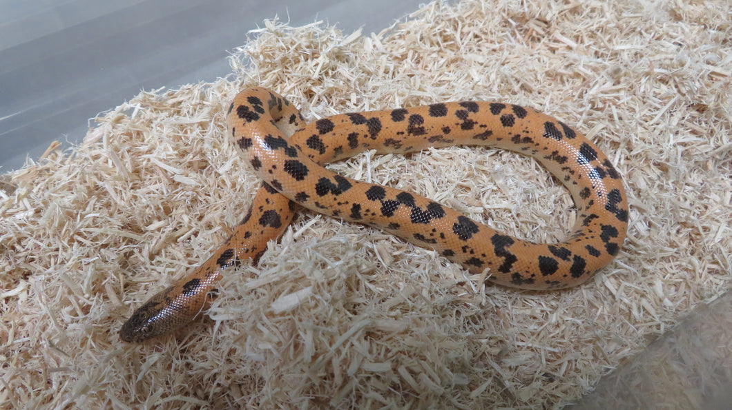 Mueller's High Gold Saharan Sand Boa Female