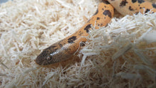 Load image into Gallery viewer, Mueller&#39;s High Gold Saharan Sand Boa
