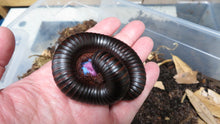 Load image into Gallery viewer, African Giant Millipede
