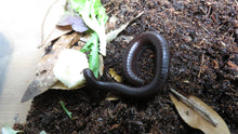 Load image into Gallery viewer, Chocolate Desert Millipede
