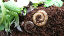 Load image into Gallery viewer, Thai Amber Millipede
