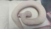 Load image into Gallery viewer, Lucy Ball Python
