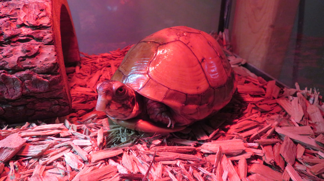 Three Toed Box Turtle rescue