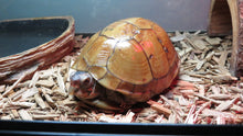 Load image into Gallery viewer, Three Toed Box Turtle rescue
