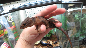 White Eyed Crocodile Skink