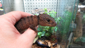 White Eyed Crocodile Skink