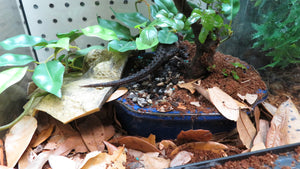 White Eyed Crocodile Skink