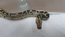 Load image into Gallery viewer, Black Blood Python Baby
