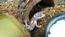 Load image into Gallery viewer, Mack Snow Leopard gecko
