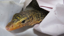 Load image into Gallery viewer, Yellow Quince Monitor baby
