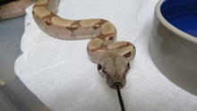 Load image into Gallery viewer, Salmon or Hypo Red Tail Boa
