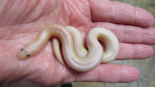 Load image into Gallery viewer, Unique Kenyan Sand Boa
