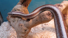 Load image into Gallery viewer, Rosy Boa
