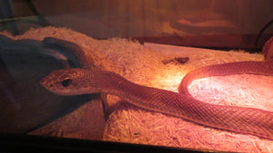 Madagascan Giant Blonde Hognose Snake
