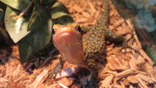 Load image into Gallery viewer, Yellow Quince Monitor baby
