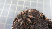 Load image into Gallery viewer, Mexican Red Leg tarantula
