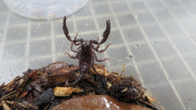 Load image into Gallery viewer, Asian Forest Scorpion
