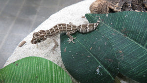 Viper Geckos