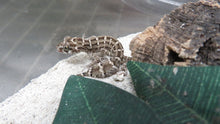 Load image into Gallery viewer, Viper Geckos
