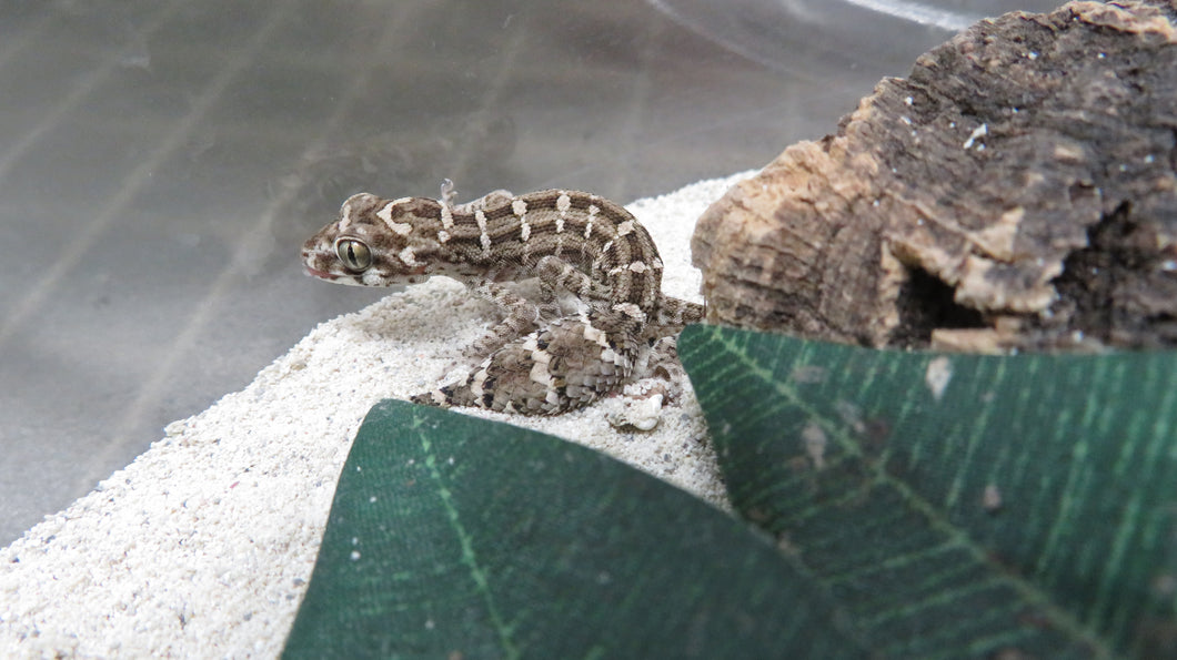 Viper Geckos
