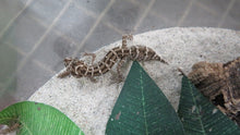 Load image into Gallery viewer, Viper Geckos
