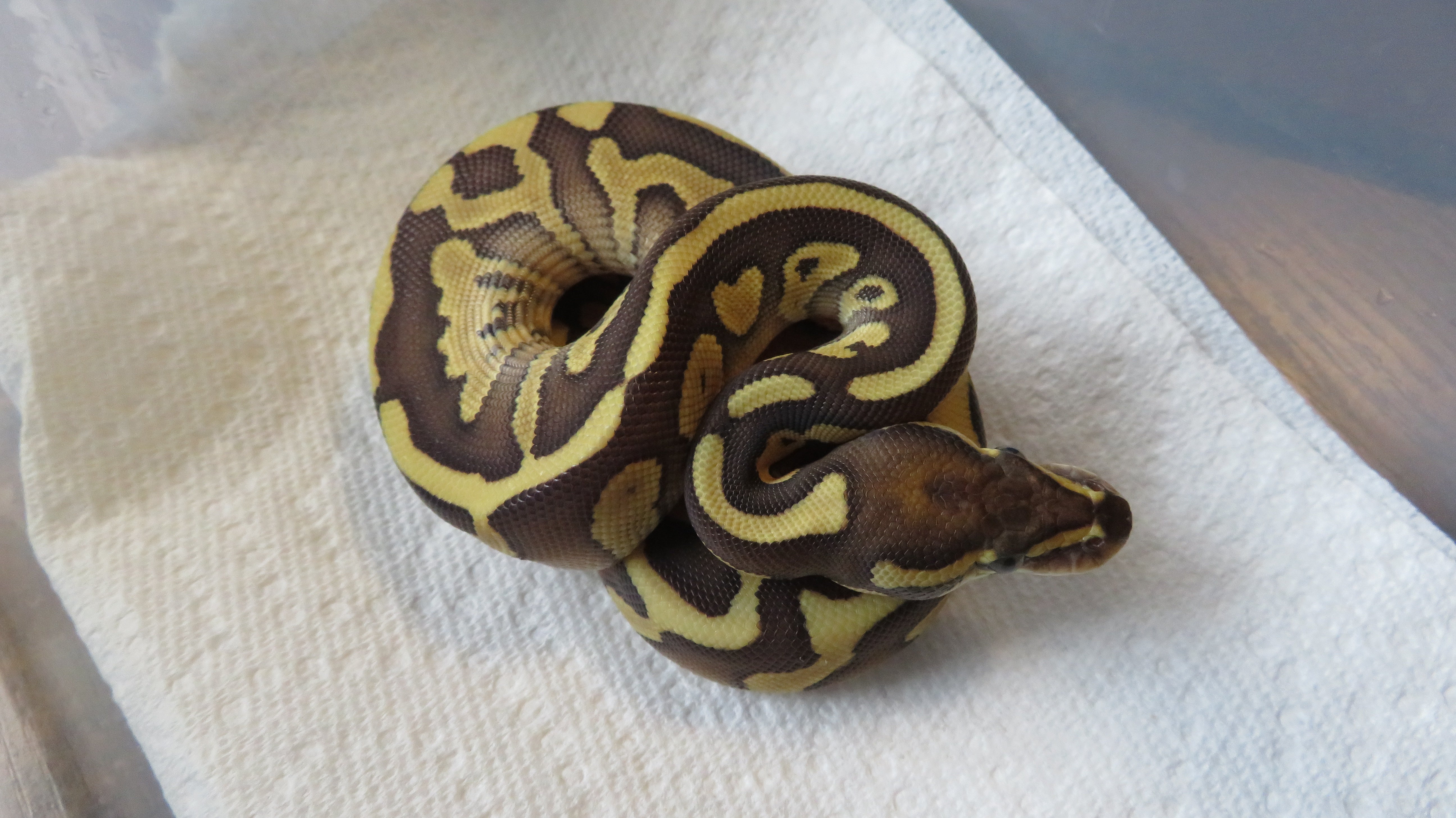 Enchi Lesser Ball Python