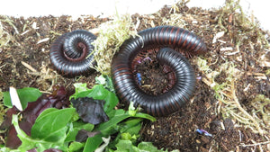 African Giant Millipede