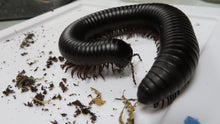 Load image into Gallery viewer, African Giant Millipede
