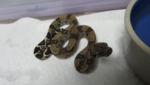 Load image into Gallery viewer, Guyana Red Tail Boa baby
