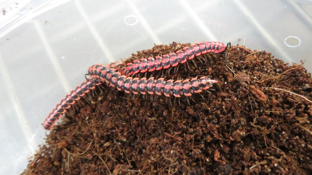 Orange Dragon Millipede