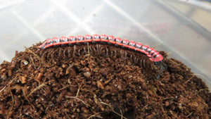 Orange Dragon Millipede