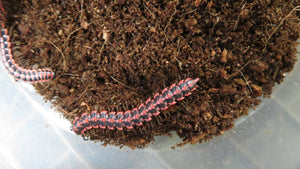 Orange Dragon Millipede