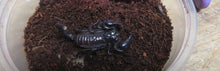 Load image into Gallery viewer, Emperor Scorpions
