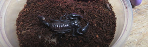 Emperor Scorpions
